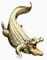 Crocodile.