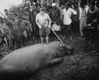 Death of a hippo.