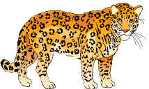 leopard.
