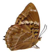Charaxes numenes ssp. aequatorialis