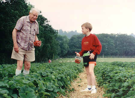 Strawberry picking, with Sam.