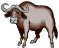 Buffalo