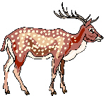 Fallow deer