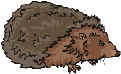 hedgehog.JPG (16824 bytes)