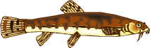 Stone Loach