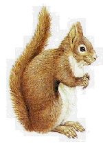 Red squirrel