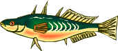 Three-spined Stickleback