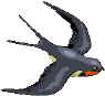 Swallow