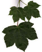 Sycamore leaf