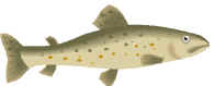 Trout