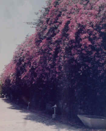 Bougainvillea covered fortress wall.