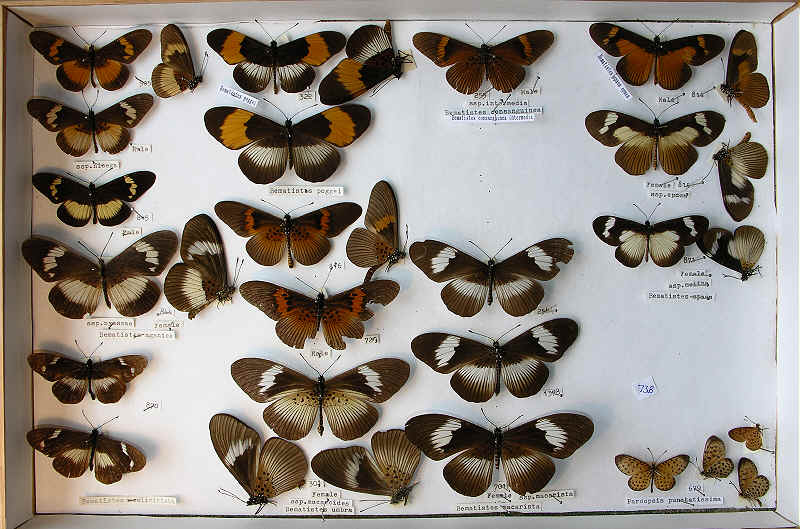 RC Dening Collection - Butterflies - Bematistes spp.
