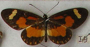 Acraea sotikensis
