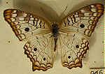 Anartia jatrophae