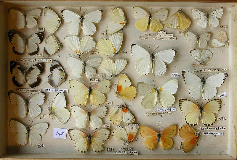 The RC Dening Collection - Appias and Dixeia spp.