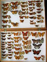 RC Dening Collection - Argynninae