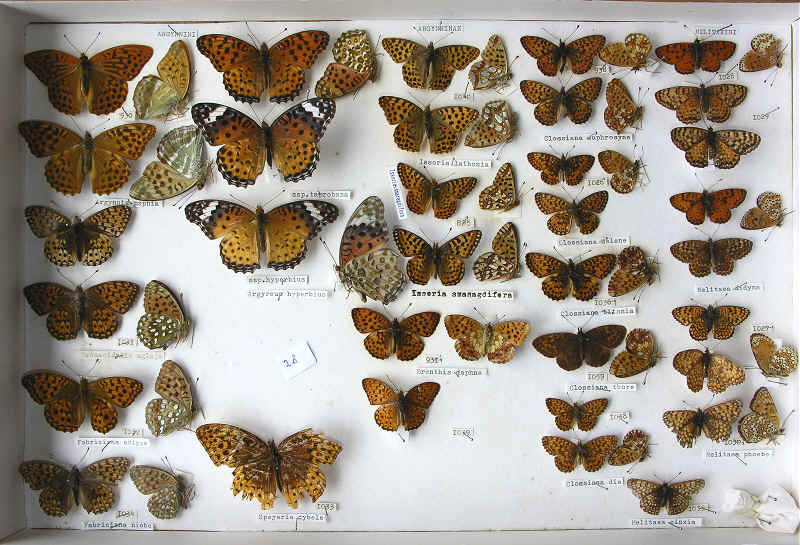 RC Dening Collection - Argynninae