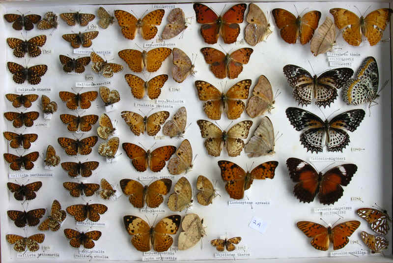 RC Dening Collection - Argynninae