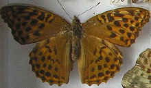 Argynnis paphia