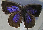 Arhopala bazalus