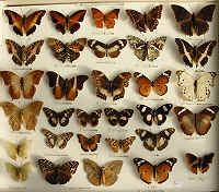 wpeB1.jpg (9885 bytes)