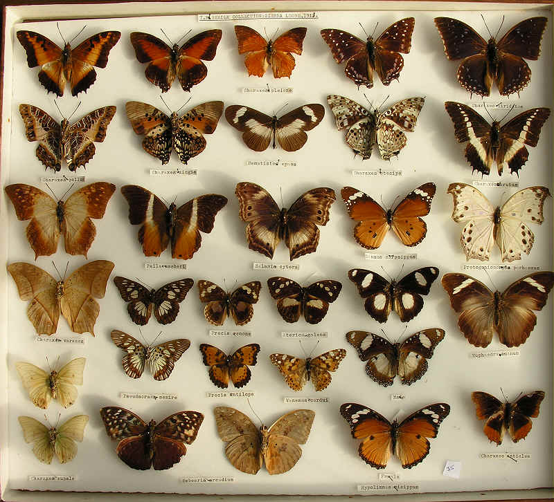 wpeBE.jpg (93477 bytes)