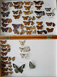 The RC Dening Collection - Liminitinae - Biblini