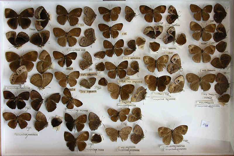 The RC Dening Collection - Butterflies - Bicyclus spp.