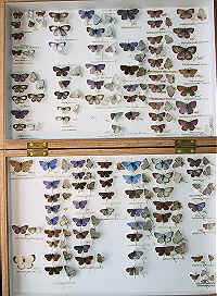 Lycaenidae 2 - Blues