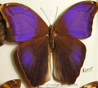 Eryphanis polyxena