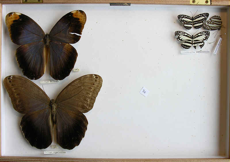 Caligo and Pseudoneptis