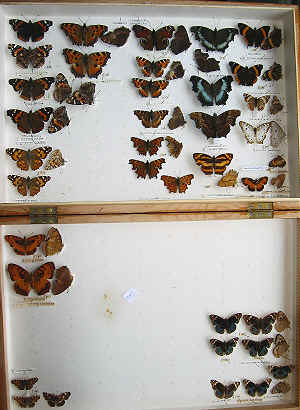 RC Dening Collection - Butterflies - Vanessini/ Araschniini