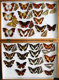 RC Dening Collection - Charaxes spp.