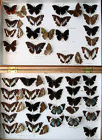 RC Dening Collection - Charaxes spp.