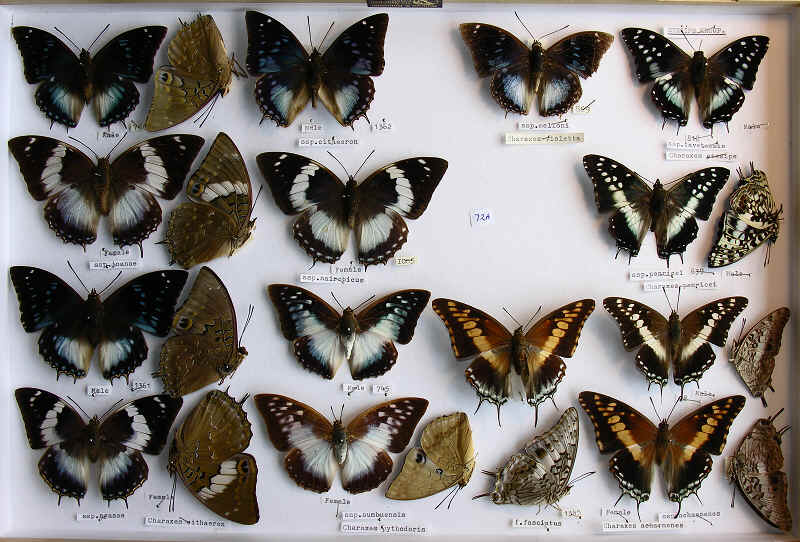 RC Dening Collection - Butterflies - More Charaxes spp.