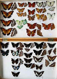 RC Dening Collection - Charaxes spp.