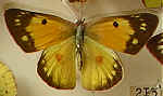 Colias electo