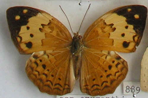 Cupha erymanthis