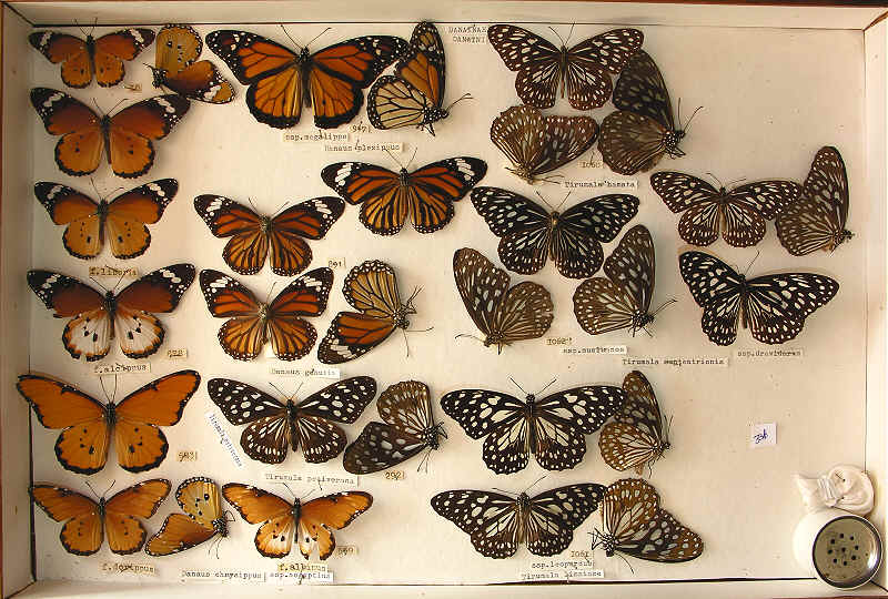 RC Dening Collection - butterflies - Danainae