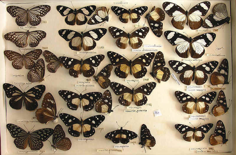 RC Dening Colection - Butterflies - Amauridini