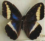 Dasyophthalma rusina