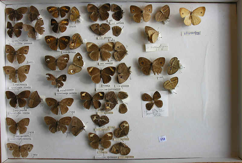 RC Dening Collection - Butterflies - Elymniinae.