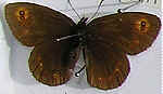 Erebia medusa