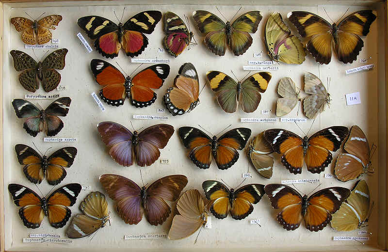 RC Dening Collection - Euphaedra