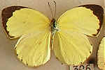 Eurema desjardinsi