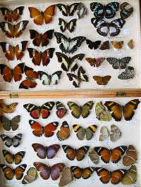 Charaxes, Euxanthini and Euphaedra.