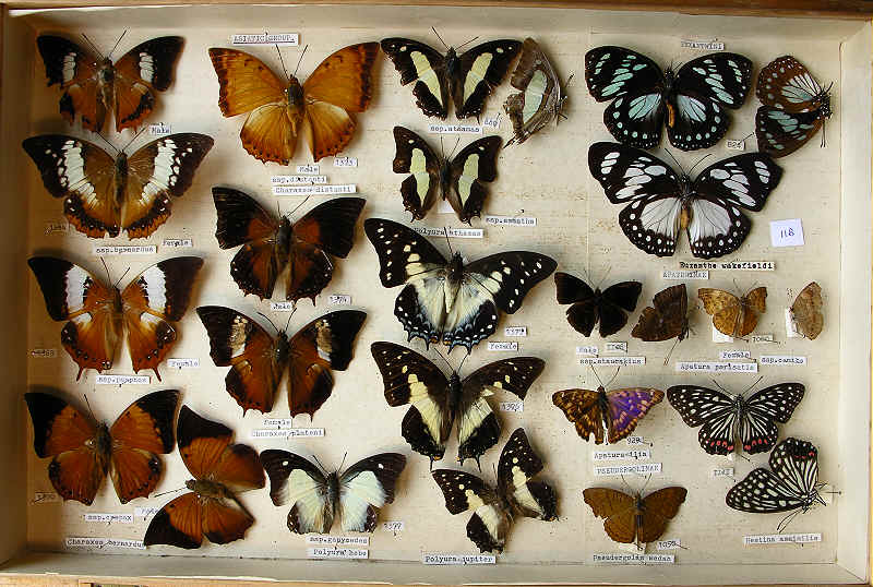 RC Dening Collection - Charaxes & Euxanthini