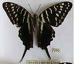 Graphium colonna