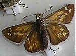 Hesperia comma