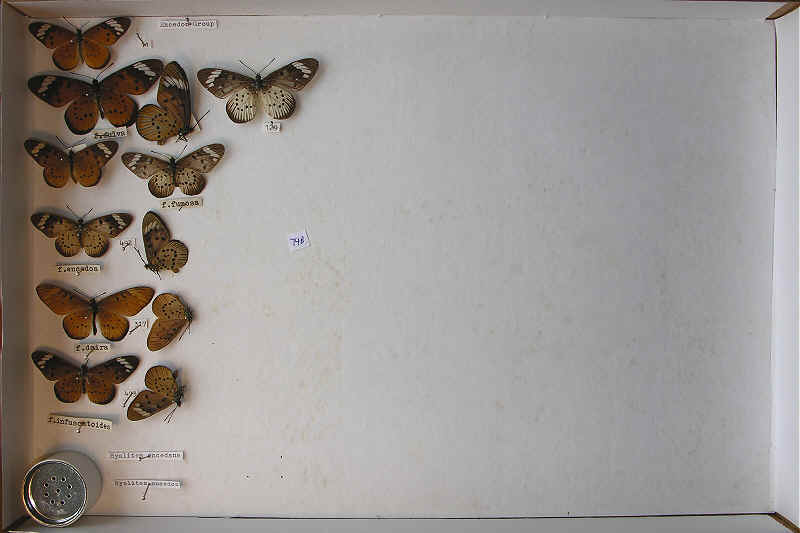 RC Dening Collection - Hyalites